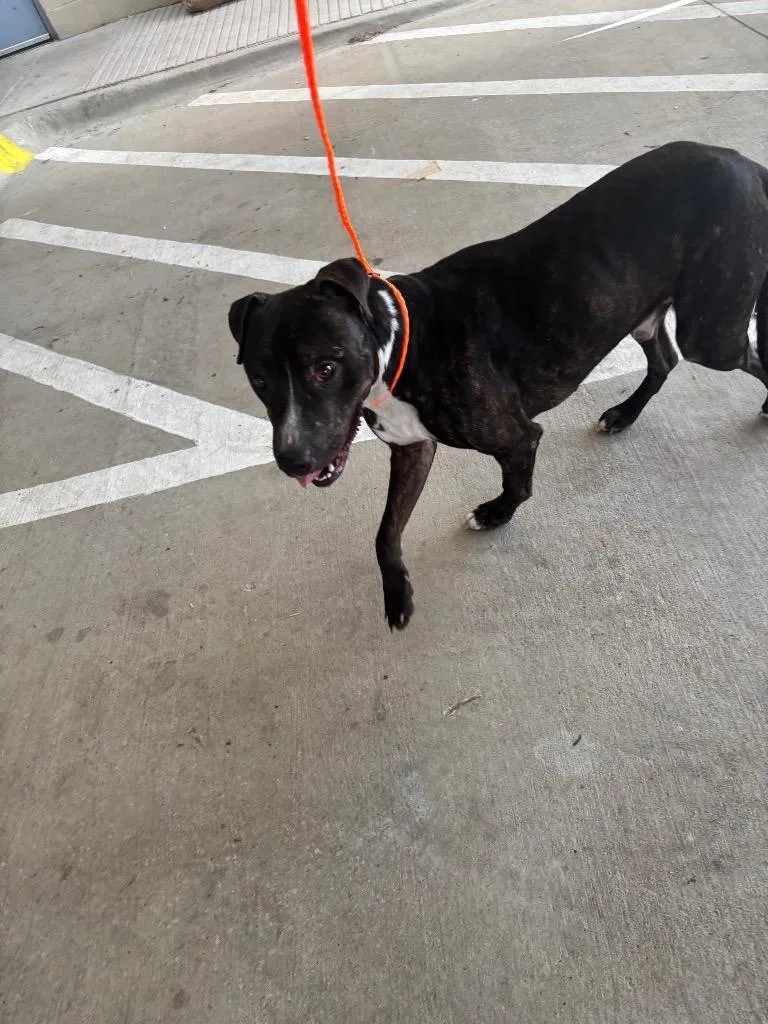 A young medium-sized male Pit Bull Terrier dog named Grant for adoption in Belton, TX