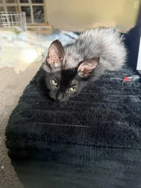 A baby medium-sized female Domestic Short Hair cat named Emma for adoption in Albertville, MN