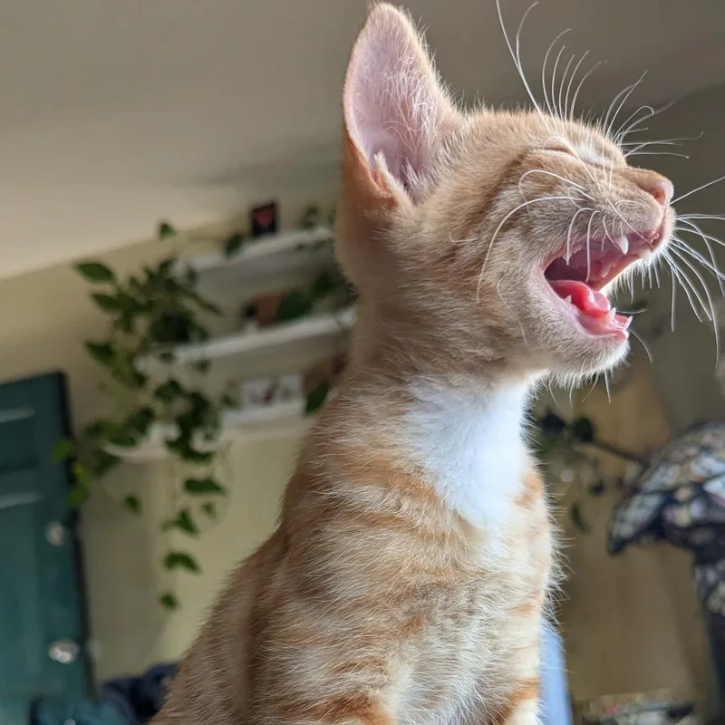 A baby small-sized male Orange / Red Domestic Short Hair cat named Lemmy for adoption in Costa Mesa, CA