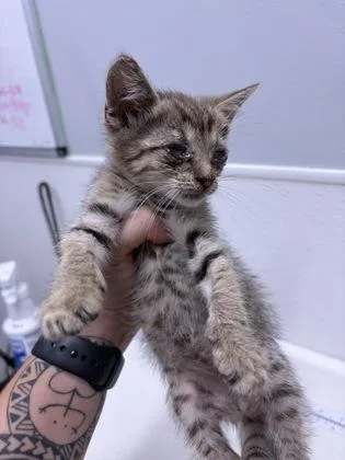 A baby small-sized male Domestic Short Hair cat named Fringe for adoption in West Chester, PA