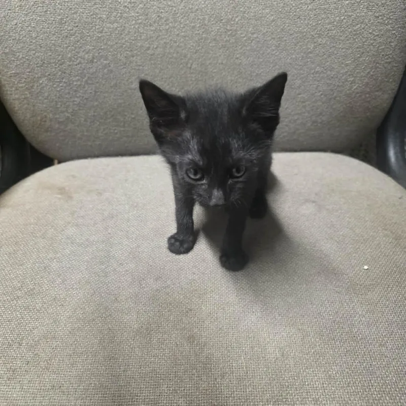 A baby small-sized female Black Domestic Short Hair cat named Raven for adoption in Eufaula, AL