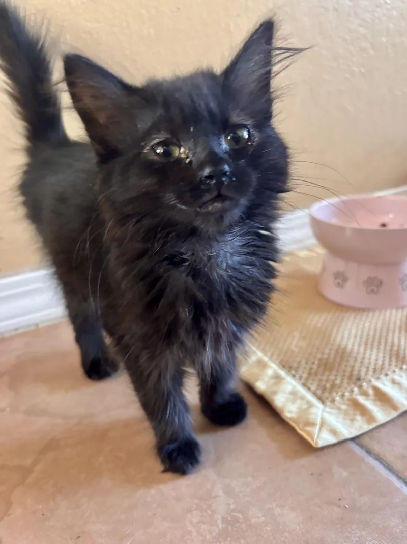 A baby small-sized female Black Domestic Long Hair cat named Grizzly Bear for adoption in Santa Maria, CA