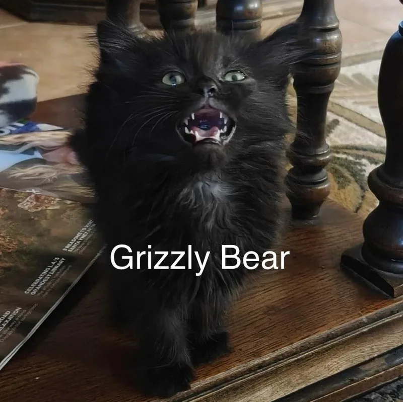 Grizzly Bear thumbnail 2