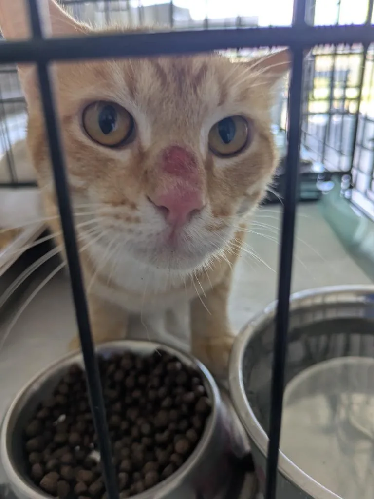 A young large-sized male Domestic Short Hair cat named Lava for adoption in Brownwood, TX