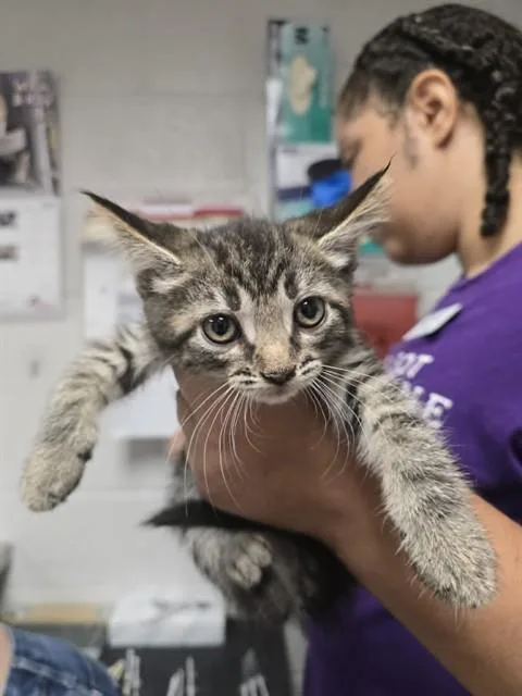 A baby small-sized female Domestic Short Hair cat named Blondie for adoption in Easton, MD