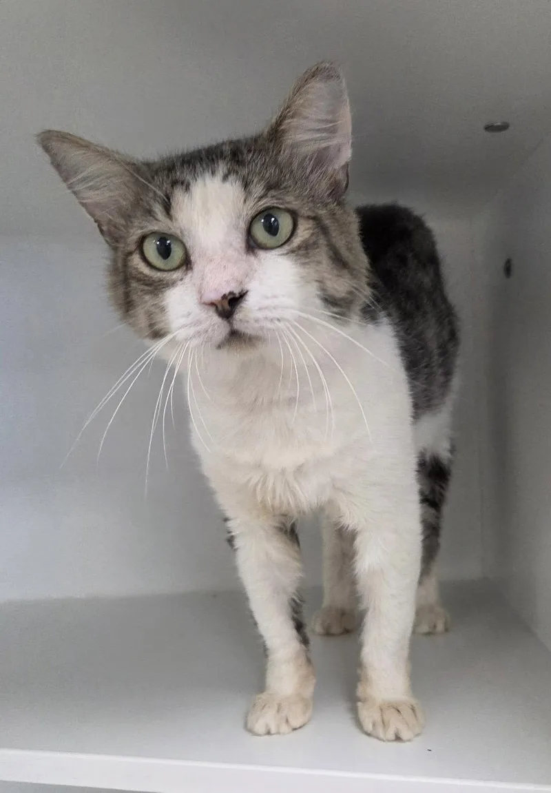 A young medium-sized male Gray & White Domestic Short Hair cat named Fergus for adoption in Satellite Beach, FL