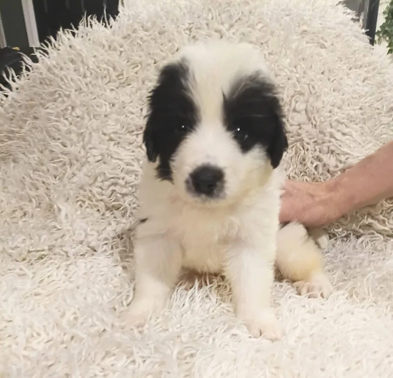 A baby large-sized male Great Pyrenees dog named Mickey  Disney Litter for adoption in Holly Springs, NC