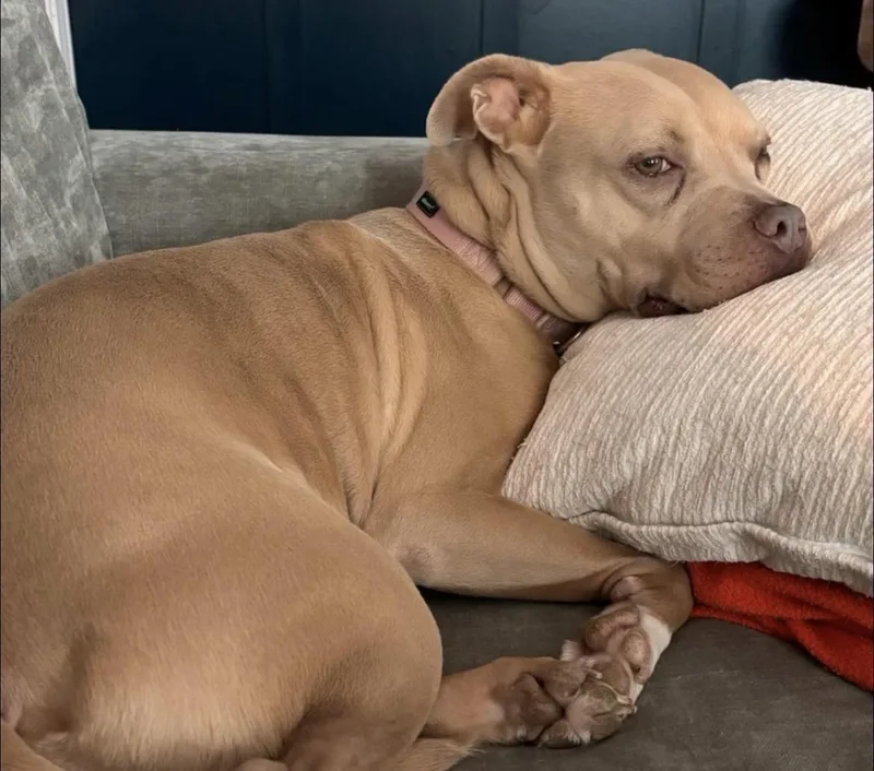 An adult medium-sized female Apricot / Beige Pit Bull Terrier dog named Lil Debbie for adoption in Richmond, VA
