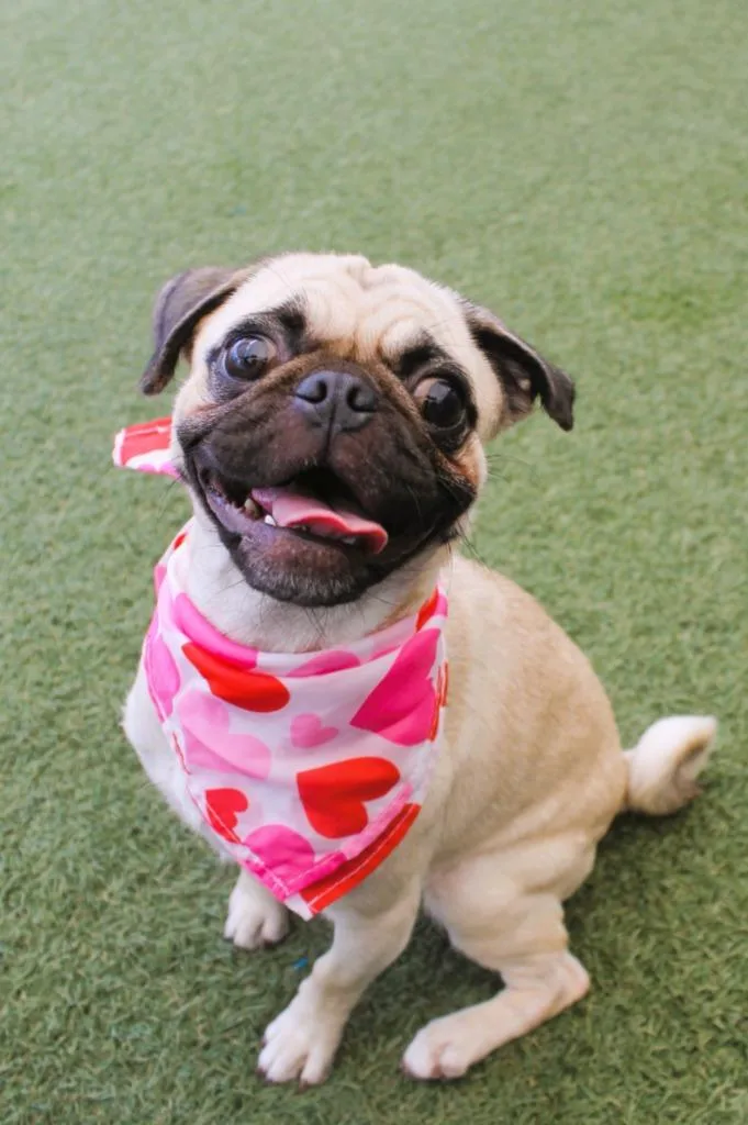 A baby small-sized female Pug dog named Cleo for adoption in Gardena, CA