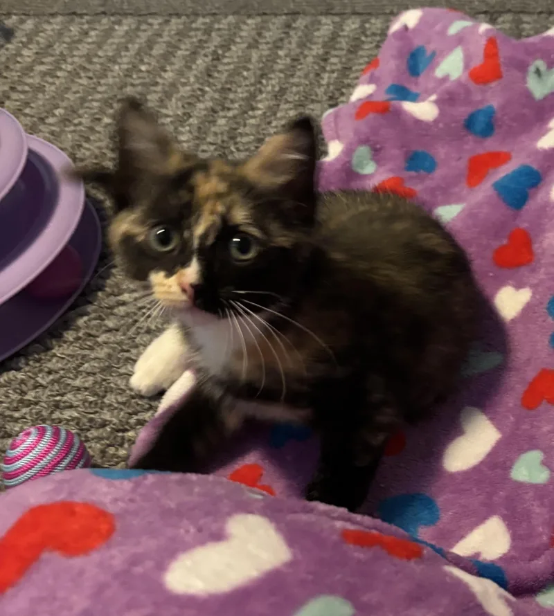 A baby medium-sized female Torbie Domestic Short Hair cat named Bermuda for adoption in Franklin, OH