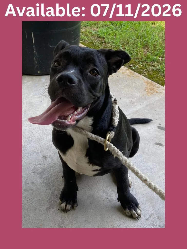A baby medium-sized female Pit Bull Terrier dog named Dog Kennel for adoption in Greenville, TX