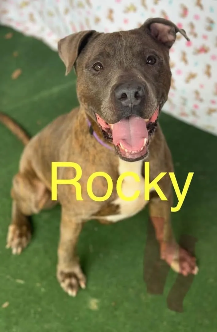 Rocky thumbnail 6