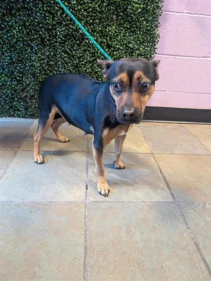 An adult small-sized female Black Mixed Breed dog named 61096764 for adoption in El Paso, TX