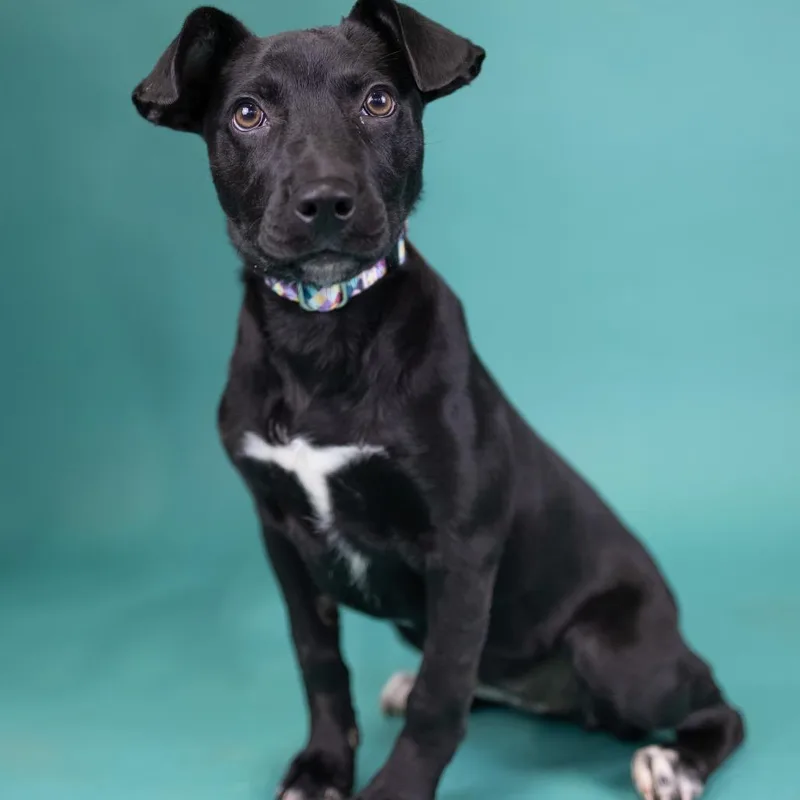 A baby medium-sized female Black Mixed Breed dog named Bonnie for adoption in Portland, OR