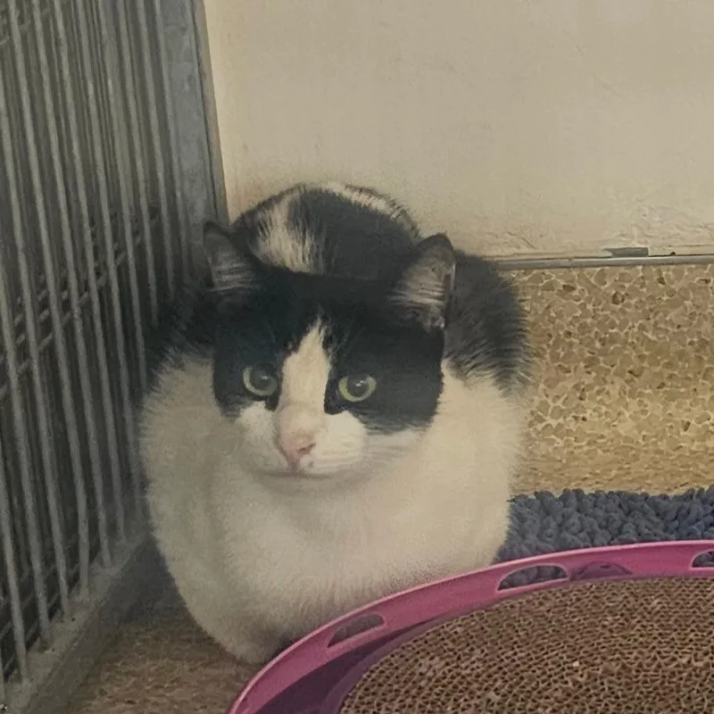 An adult large-sized male Black Domestic Short Hair cat named Miko for adoption in Santa Barbara, CA