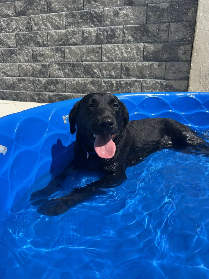 A baby medium-sized male Labrador Retriever dog named Rico for adoption in Lancaster, PA