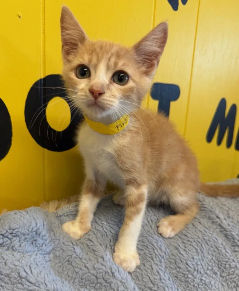 A baby small-sized male Domestic Short Hair cat named Finley for adoption in Lemoore, CA
