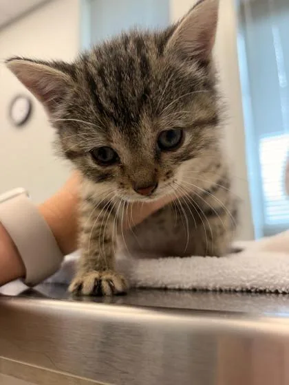 A baby small-sized female Domestic Short Hair cat named Madonna for adoption in Lafayette, IN