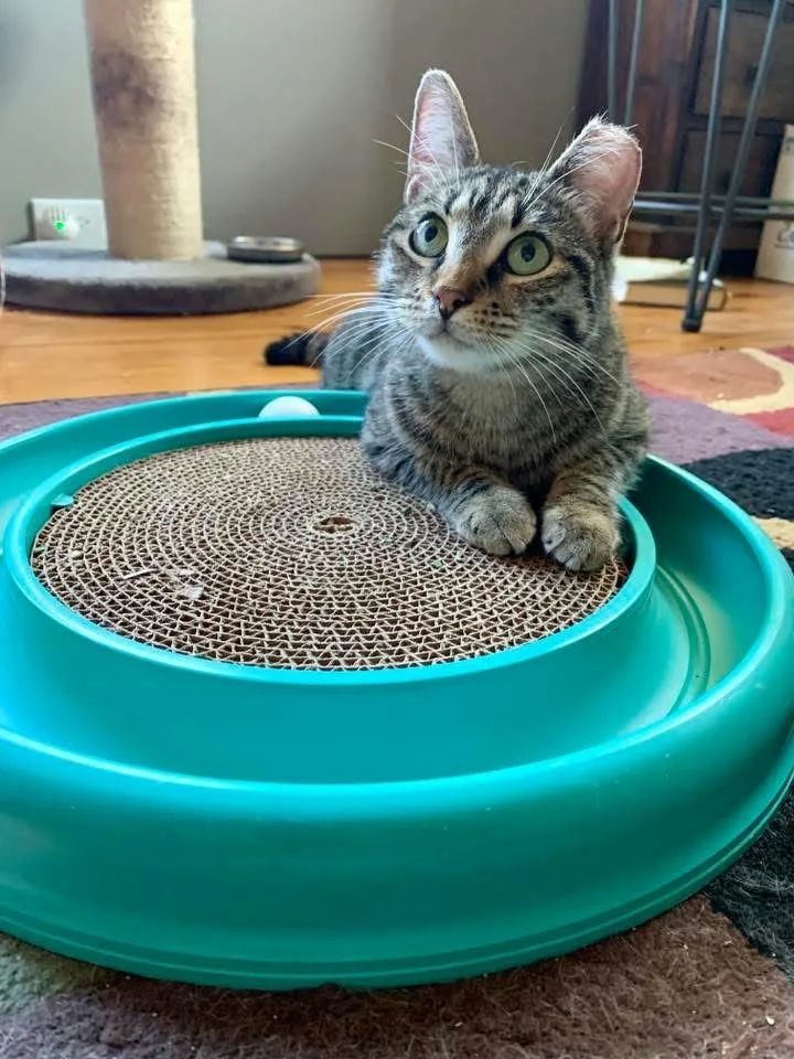 A young medium-sized female Tabby (Brown / Chocolate) Domestic Short Hair cat named Jordy for adoption in Houston, TX