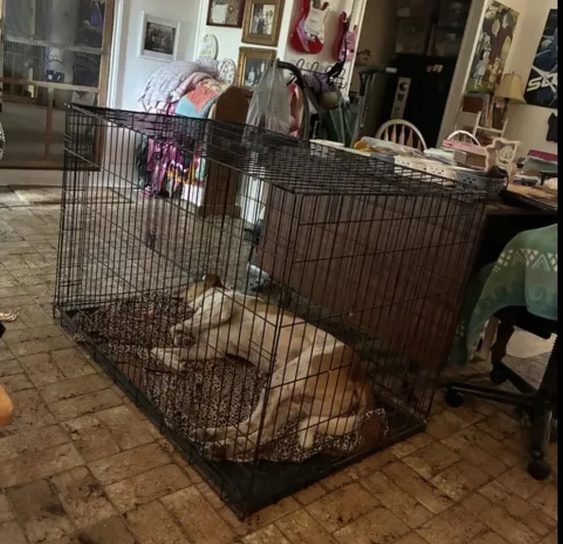 An adult medium-sized male Golden American Foxhound dog named Jasper for adoption in Fort Worth, TX