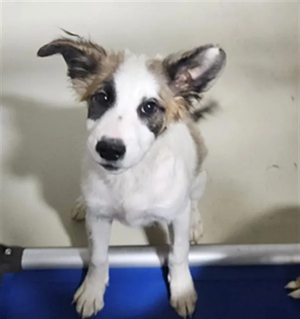 A baby small-sized female Shepherd dog named Jane for adoption in Bakersfield, CA