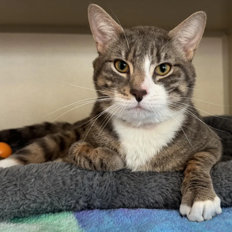 An adult medium-sized male Gray & White Domestic Short Hair cat named Lenny for adoption in Eatontown, NJ