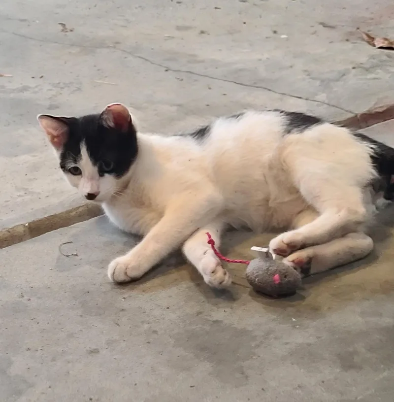 Pierr Le Pew thumbnail 2