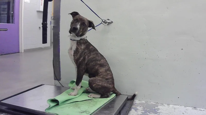 An adult large-sized female Staffordshire Bull Terrier dog named Pebbles for adoption in Houston, TX