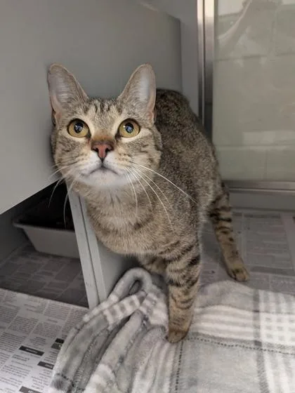 An adult medium-sized female Domestic Short Hair cat named Morgana for adoption in Louisburg, NC