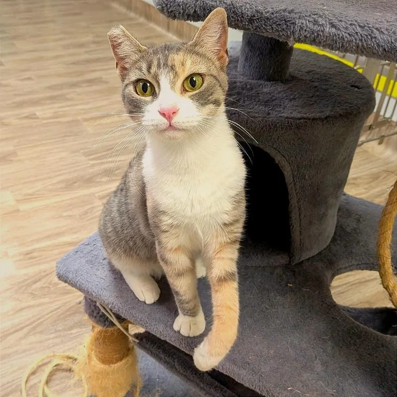 An adult medium-sized female Domestic Short Hair cat named Cinnamon for adoption in San Jacinto, CA