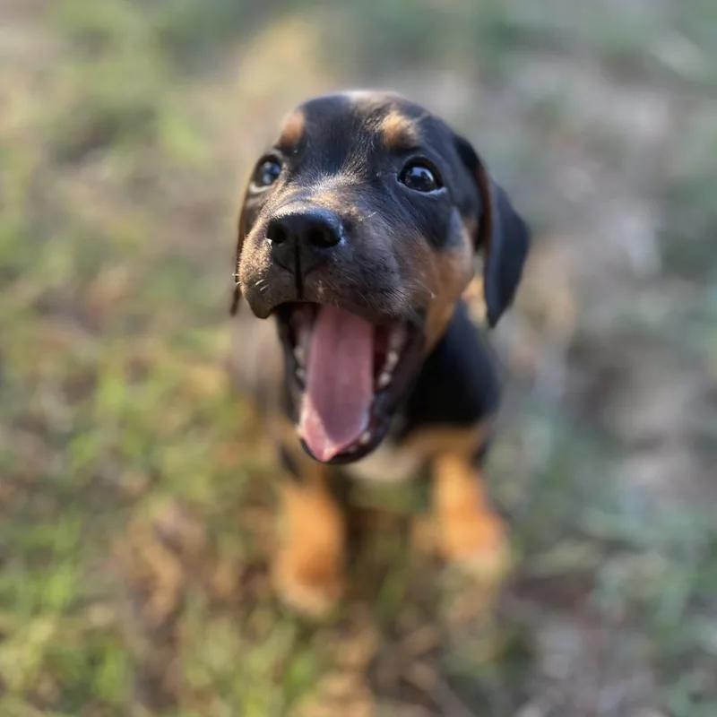 A baby medium-sized female Bicolor Beagle dog named Miso for adoption in Rock Hill, SC