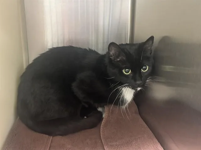 An adult medium-sized female Domestic Short Hair cat named Mischief Misi for adoption in Colorado Springs, CO