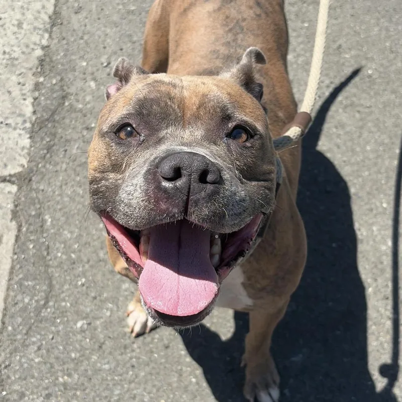 An adult medium-sized female Brown / Chocolate Pit Bull Terrier dog named Remy for adoption in Newark, NJ