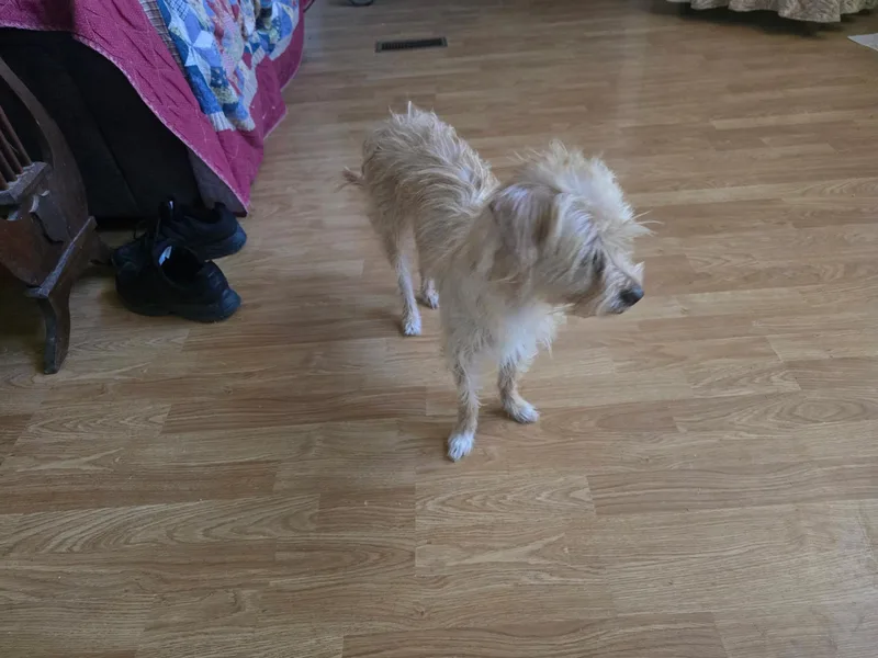 A young small-sized female Apricot / Beige Cairn Terrier dog named Louisa for adoption in Yarnell, AZ