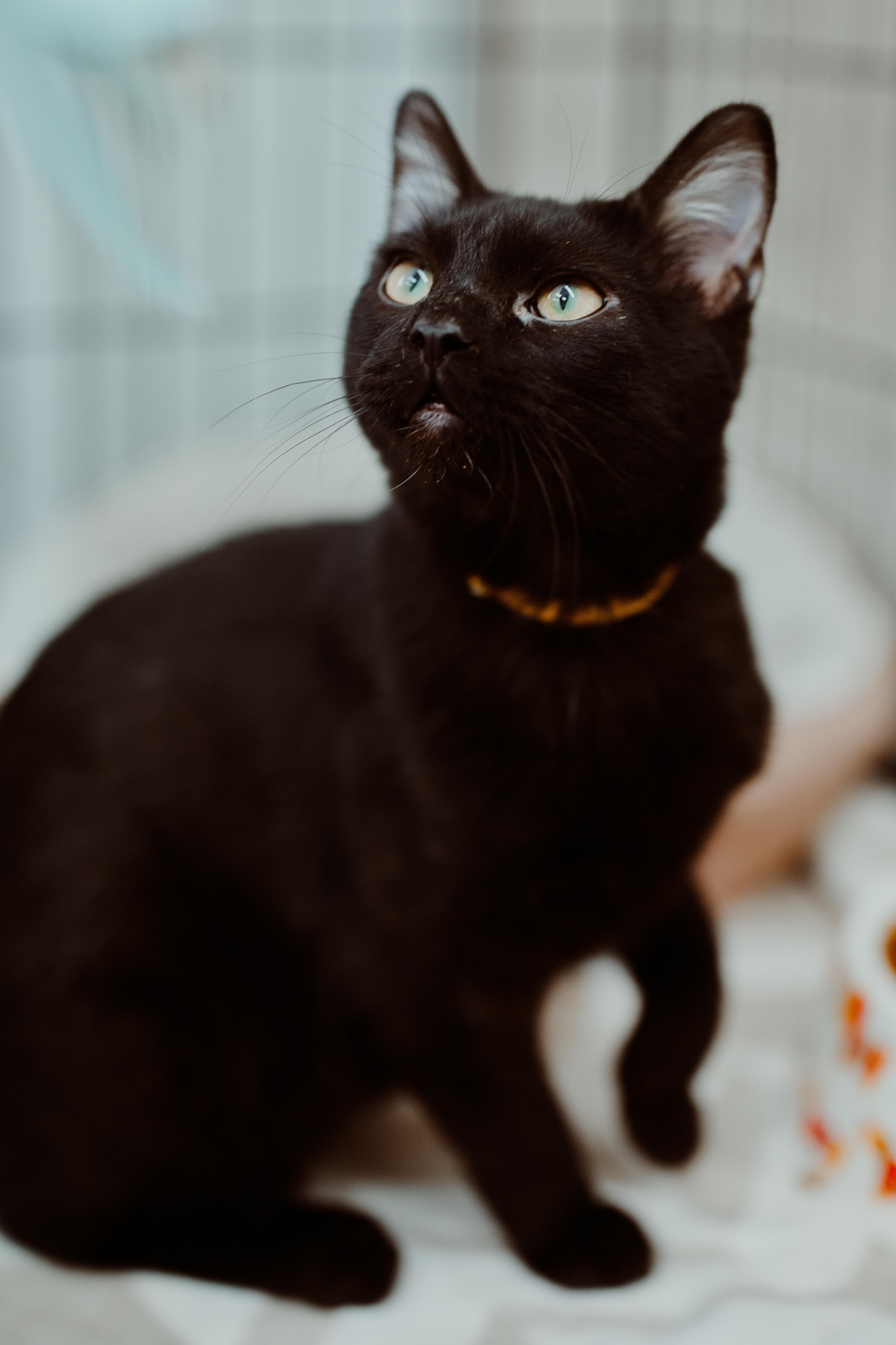 A young medium-sized male Black Domestic Short Hair cat named Charcoal for adoption in Le Mars, IA