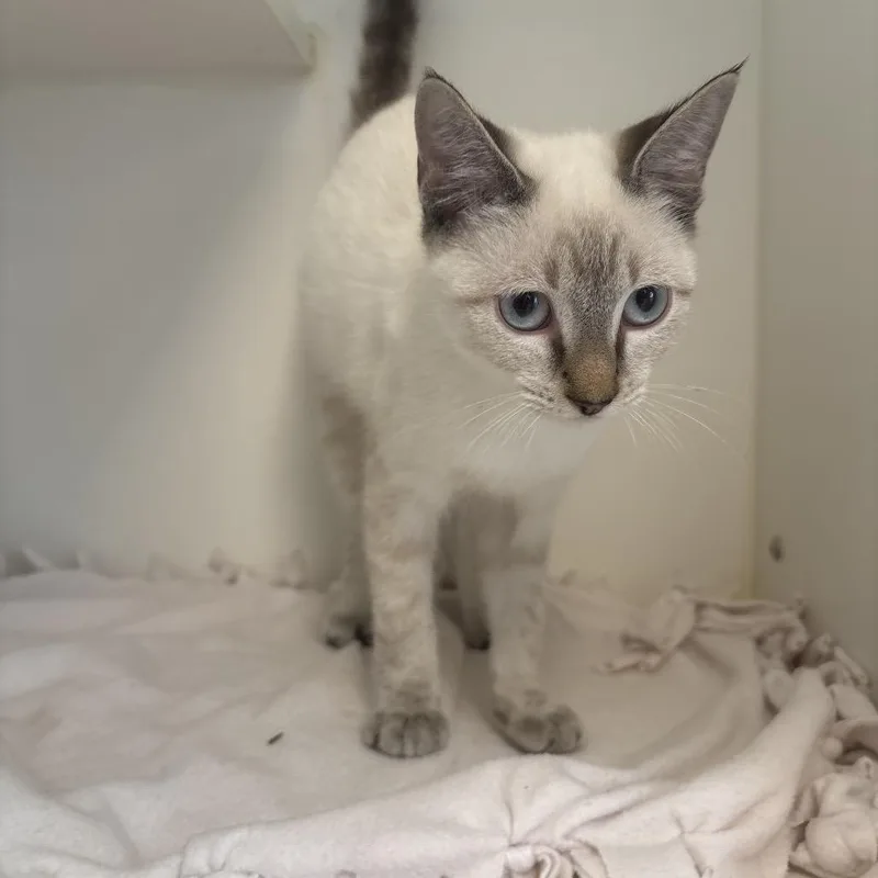 A baby small-sized male Domestic Short Hair cat named Orion for adoption in Tulsa, OK