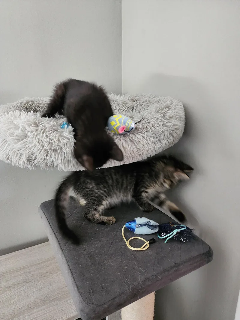 A baby medium-sized male Black Domestic Short Hair cat named Oscar III for adoption in Wheaton, IL