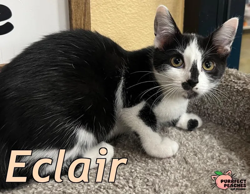 Eclair thumbnail 2