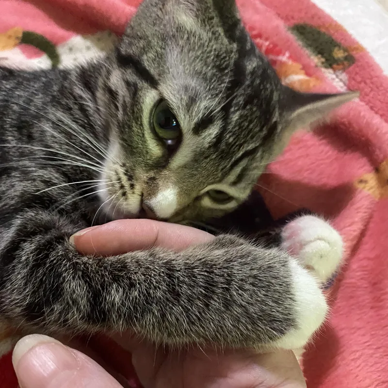 Marshmallow thumbnail 3
