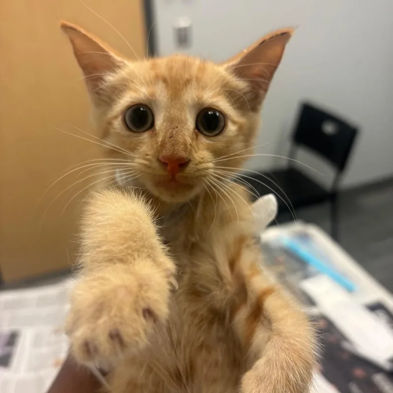A baby small-sized female Orange / Red Domestic Short Hair cat named Suzie for adoption in Jacksonville, FL