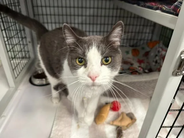 An adult medium-sized male Domestic Short Hair cat named Atticus for adoption in Raleigh, NC