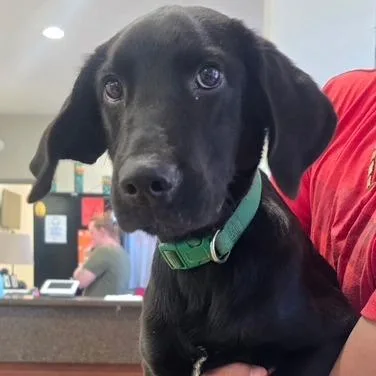 A baby small-sized male Black Labrador Retriever dog named Black Sabbath U for adoption in Tupelo, MS