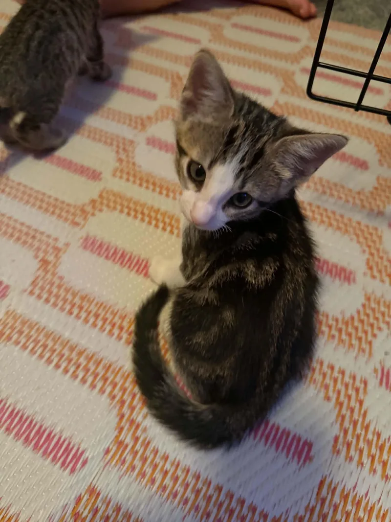 A baby medium-sized male Tabby (Brown / Chocolate) Tabby cat named Kermit for adoption in Tehachapi, CA