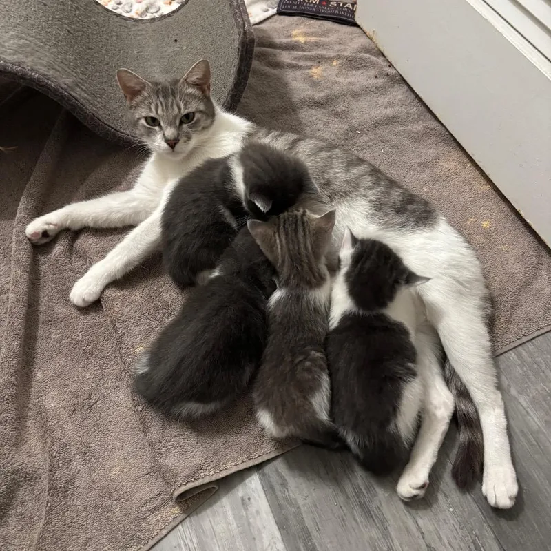A baby small-sized female Gray / Blue / Silver Domestic Short Hair cat named Eliana for adoption in Middle Village, NY