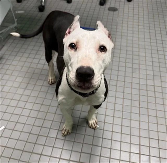 A young medium-sized female Staffordshire Bull Terrier dog named Rose for adoption in Killeen, TX