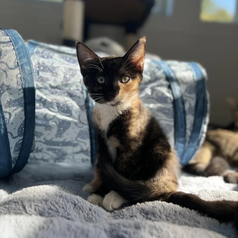 Tori