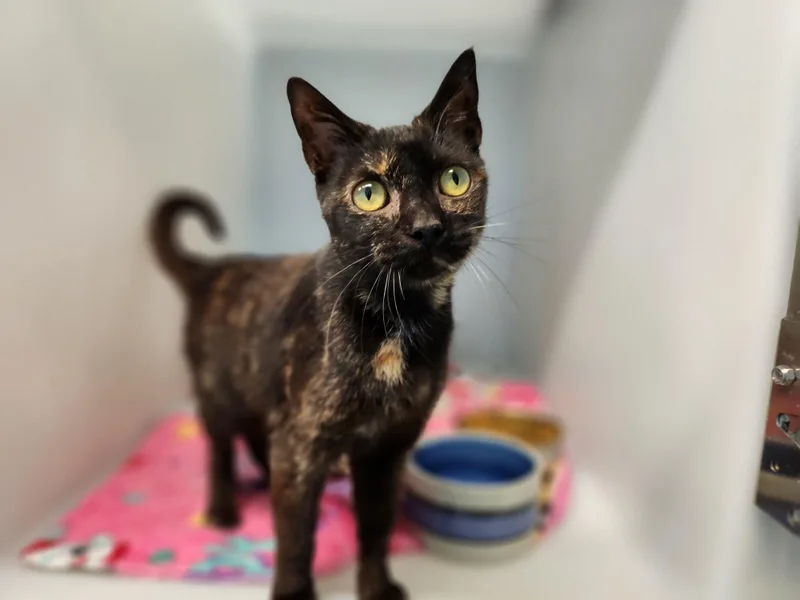 An adult medium-sized female Tortoiseshell Domestic Short Hair cat named Nyx for adoption in Stanley, VA
