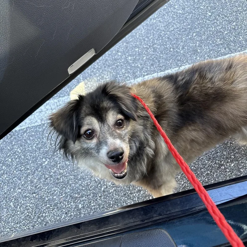 An adult small-sized male Brown / Chocolate Mixed Breed dog named Spottedleaf for adoption in Greensboro, NC