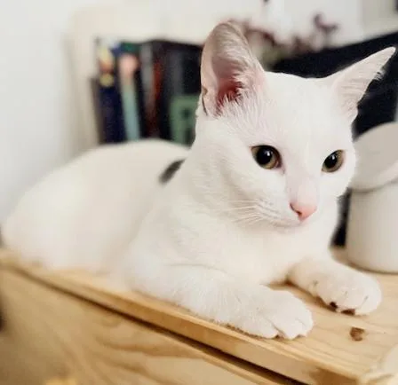 Biscotti Is A Lover thumbnail 2