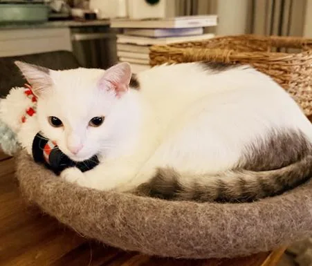 Biscotti Is A Lover thumbnail 3